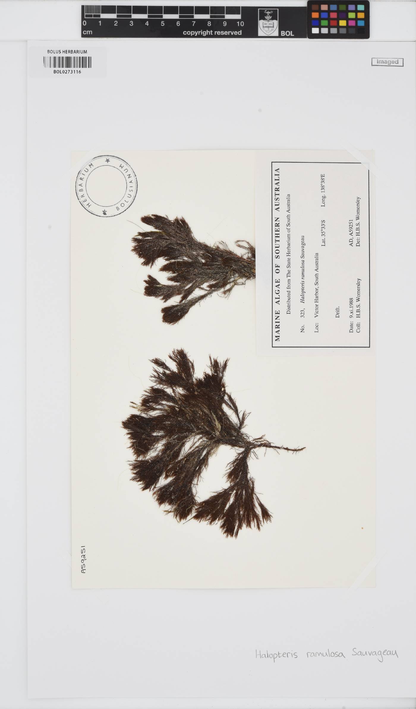 Halopteris ramulosa image