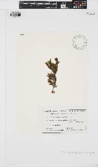 Halopteris pseudospicata image