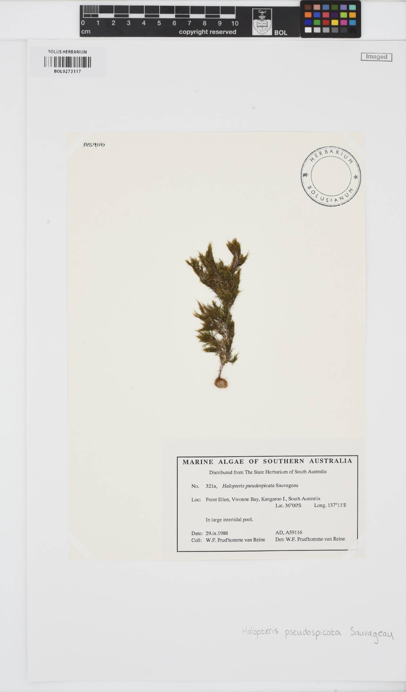 Halopteris pseudospicata image