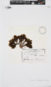Halopteris pseudospicata image