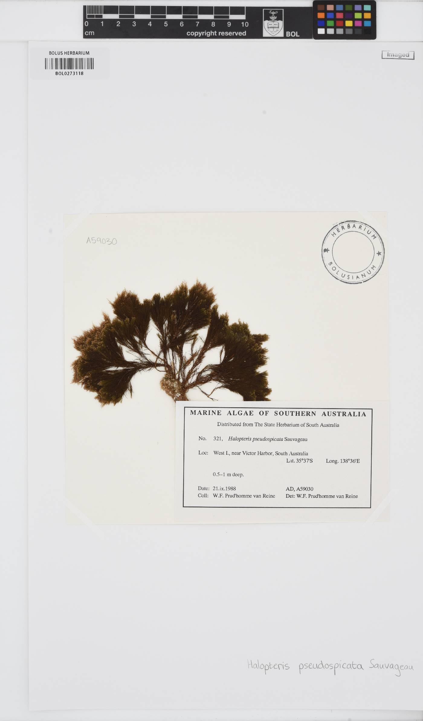 Halopteris pseudospicata image