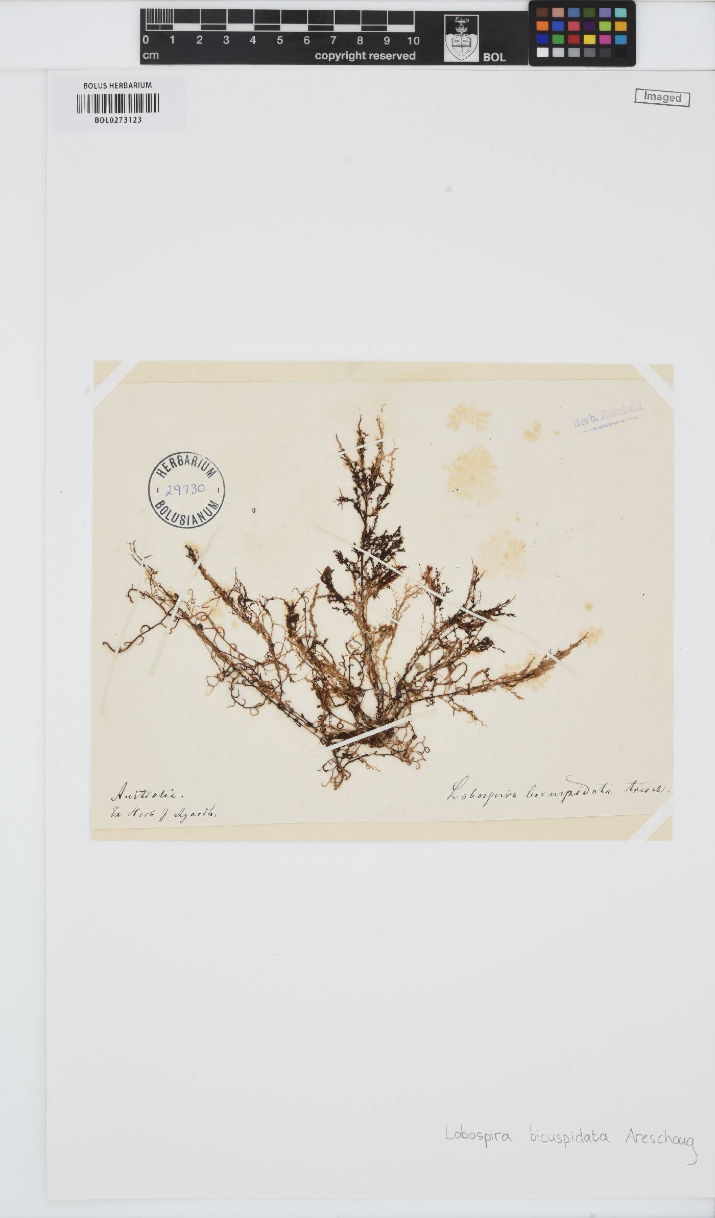 Lobospira image