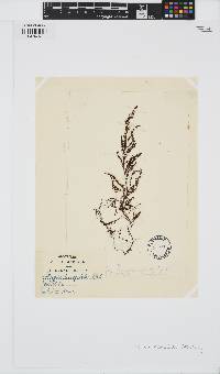 Lobospira bicuspidata image