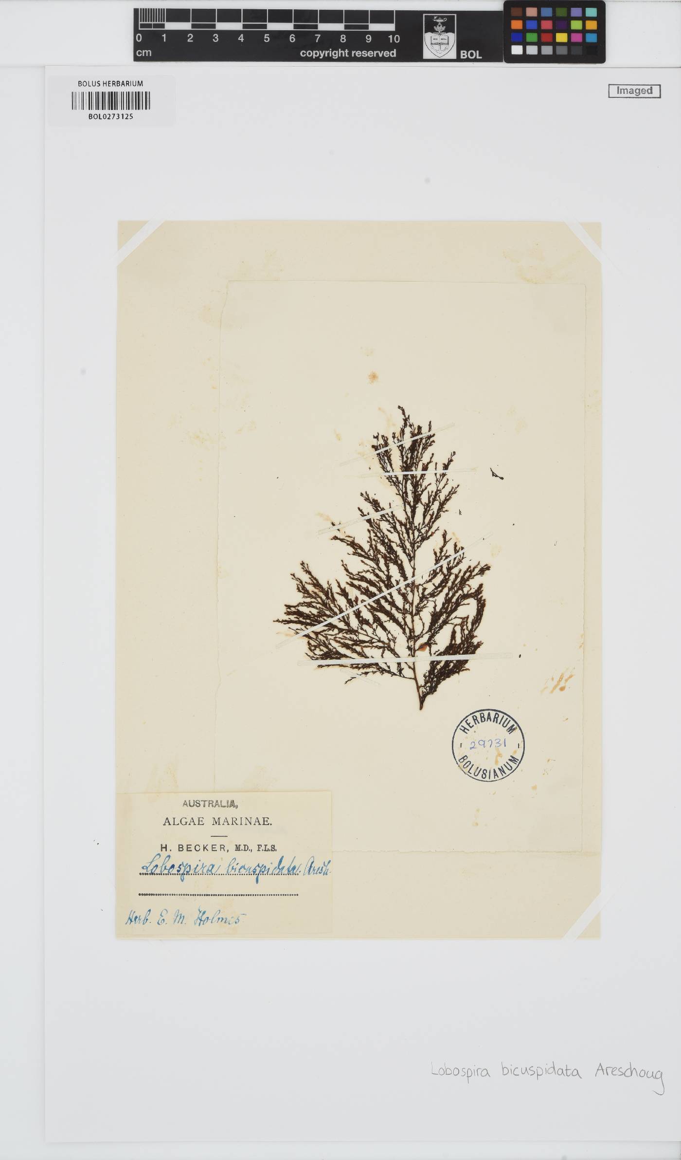 Lobospira bicuspidata image