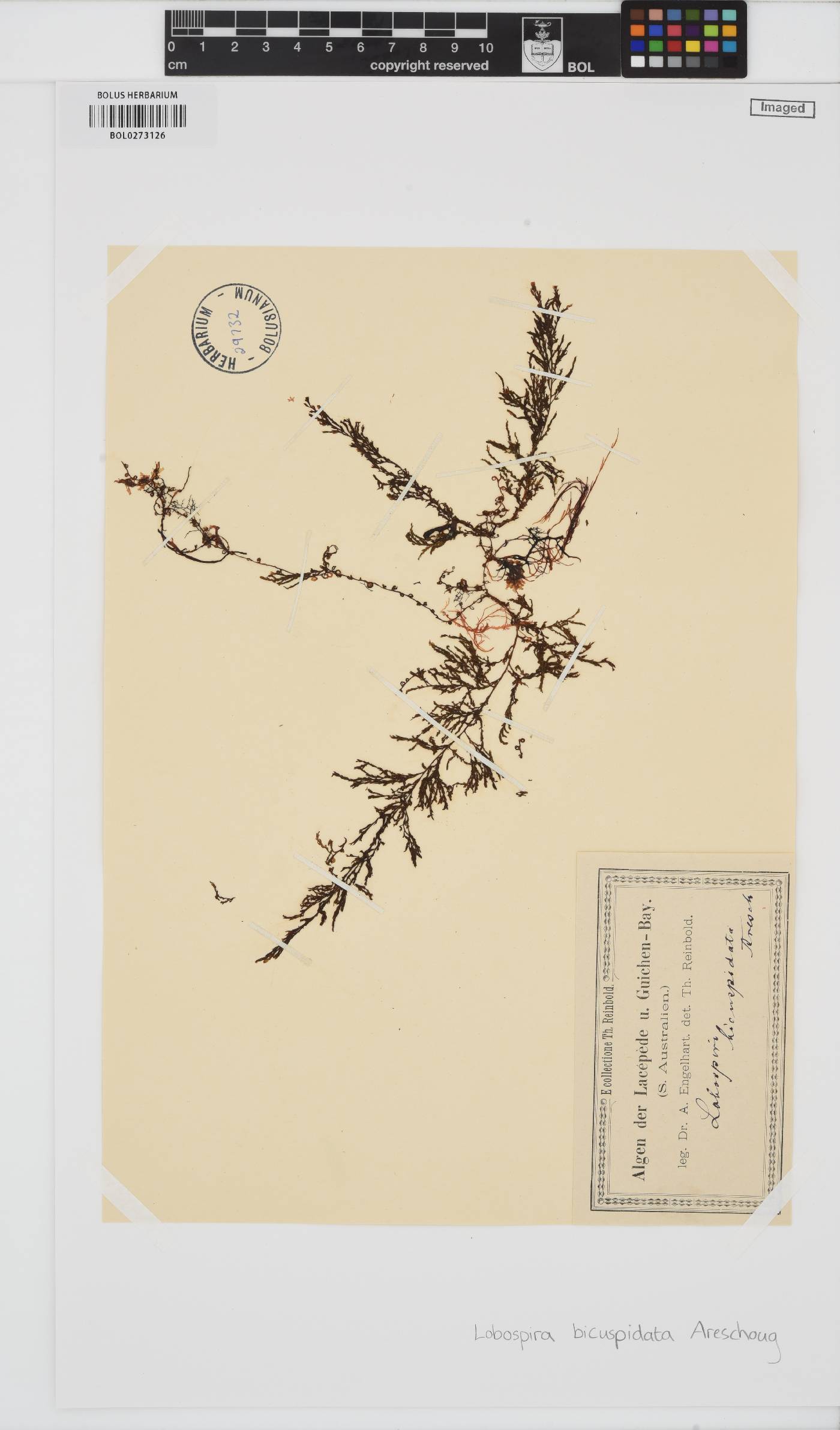 Lobospira image
