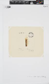 Litosiphon laminariae image