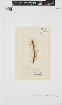 Litosiphon laminariae image
