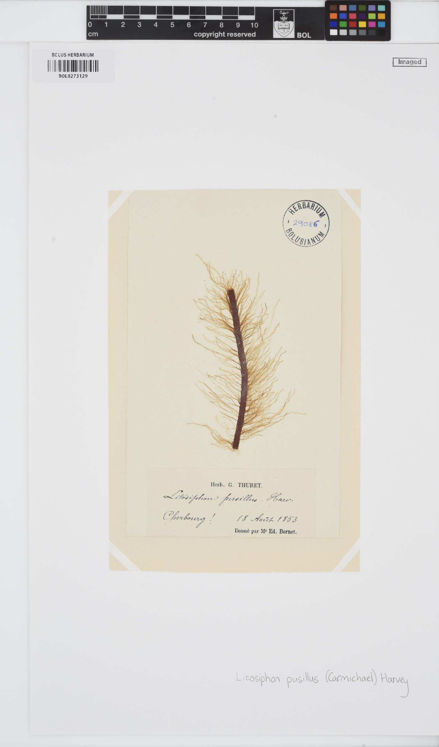 Litosiphon laminariae image