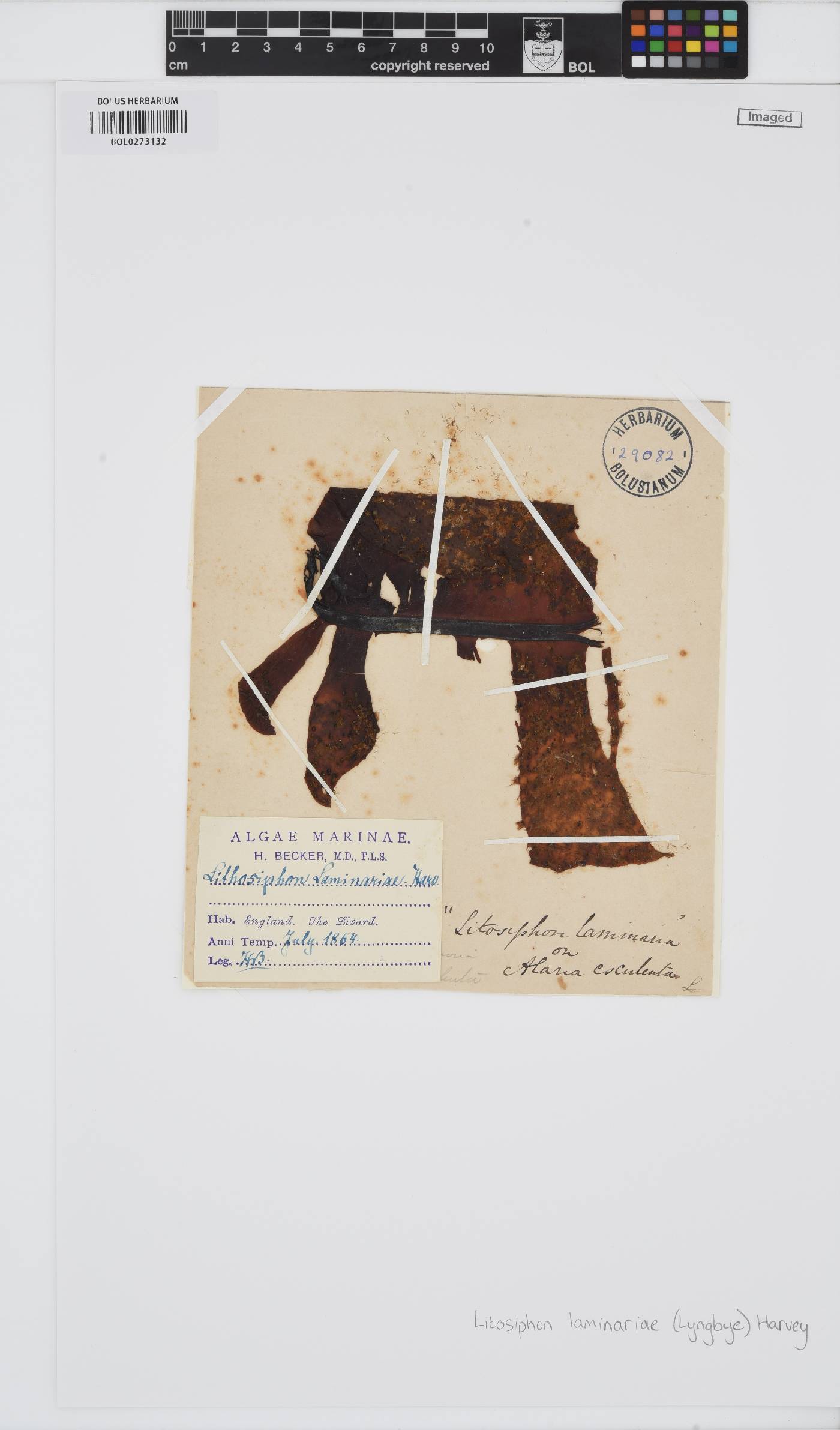 Litosiphon laminariae image