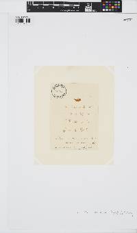 Litosiphon laminariae image