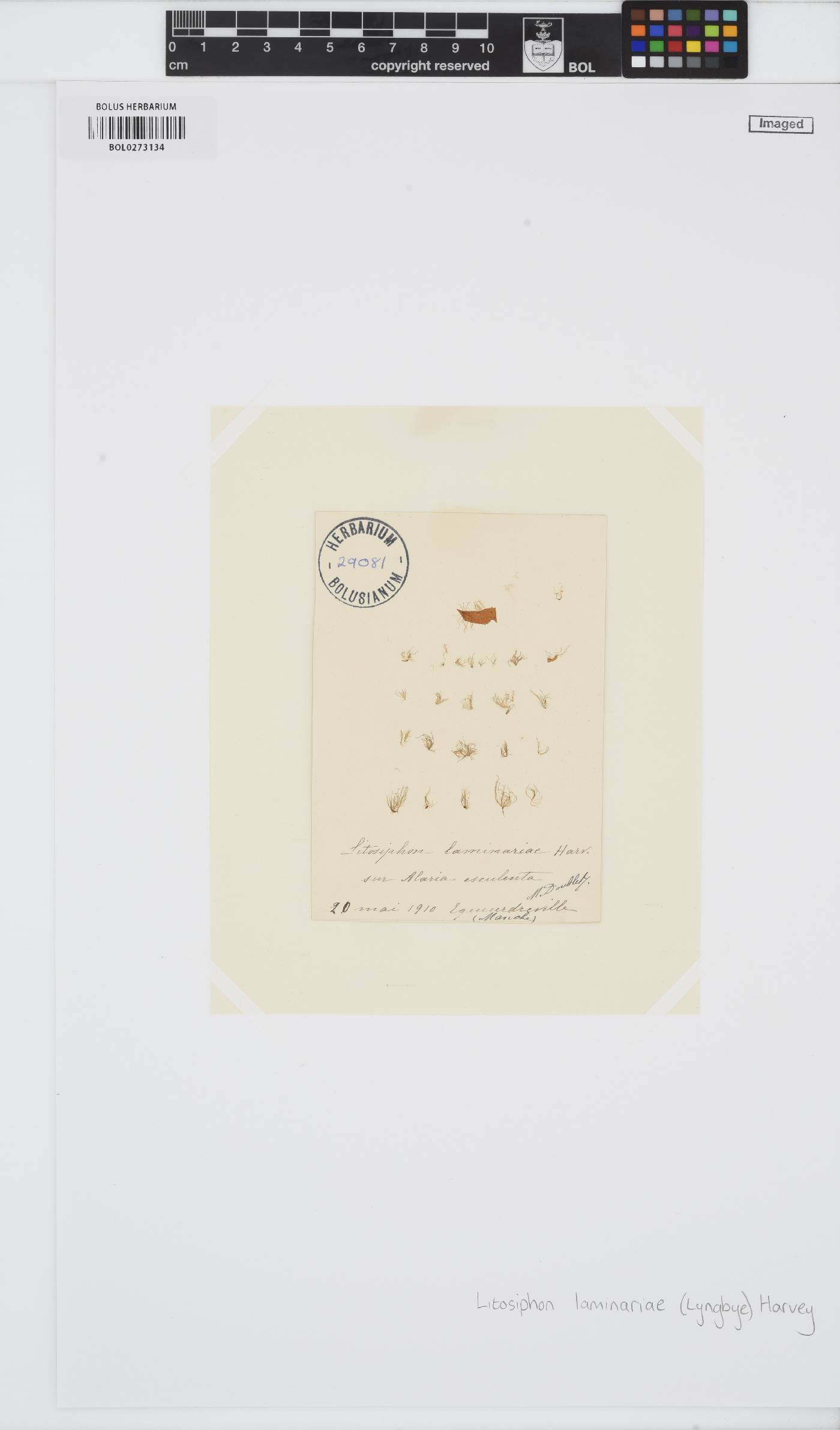 Litosiphon laminariae image