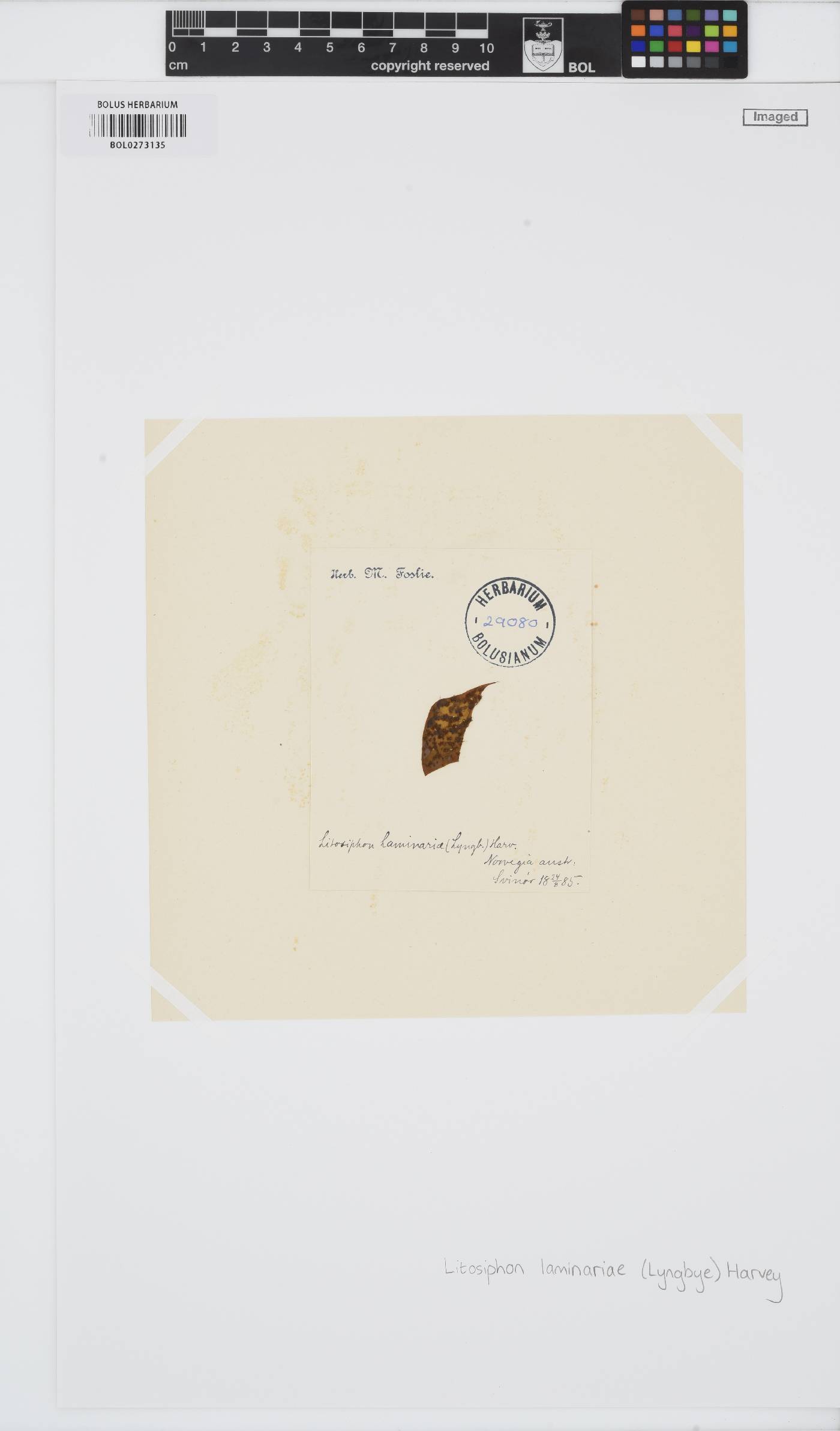 Litosiphon laminariae image