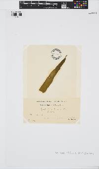 Pogotrichum filiforme image