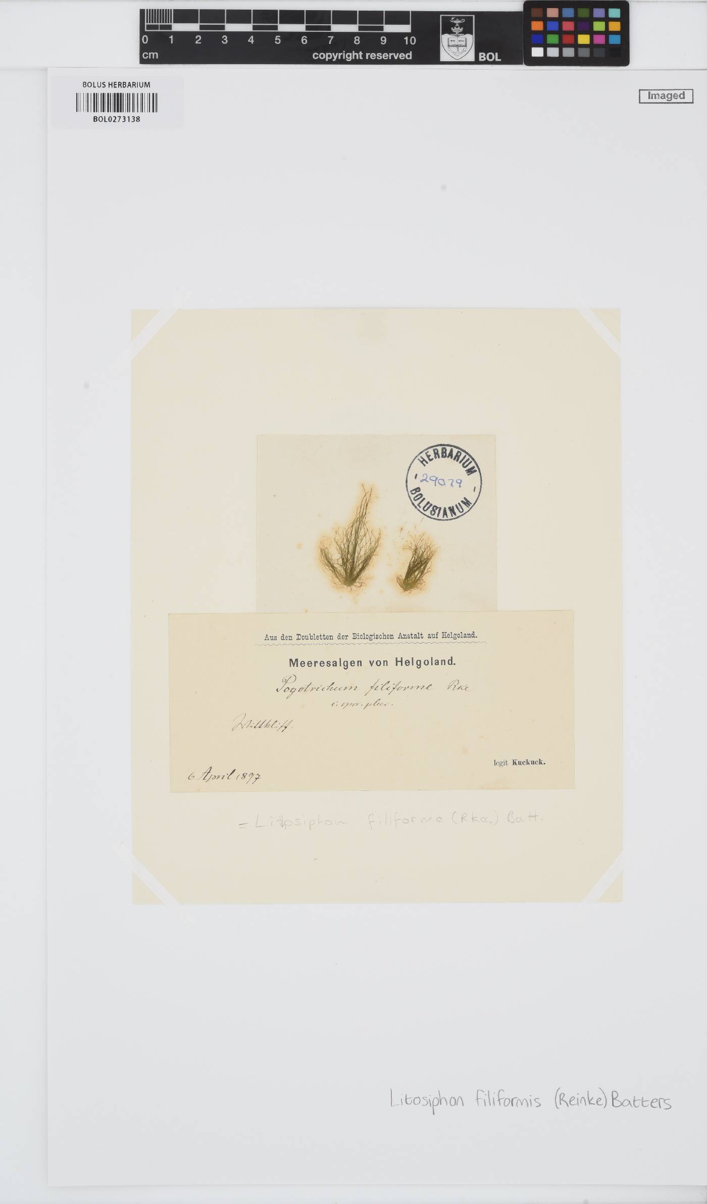 Pogotrichum filiforme image