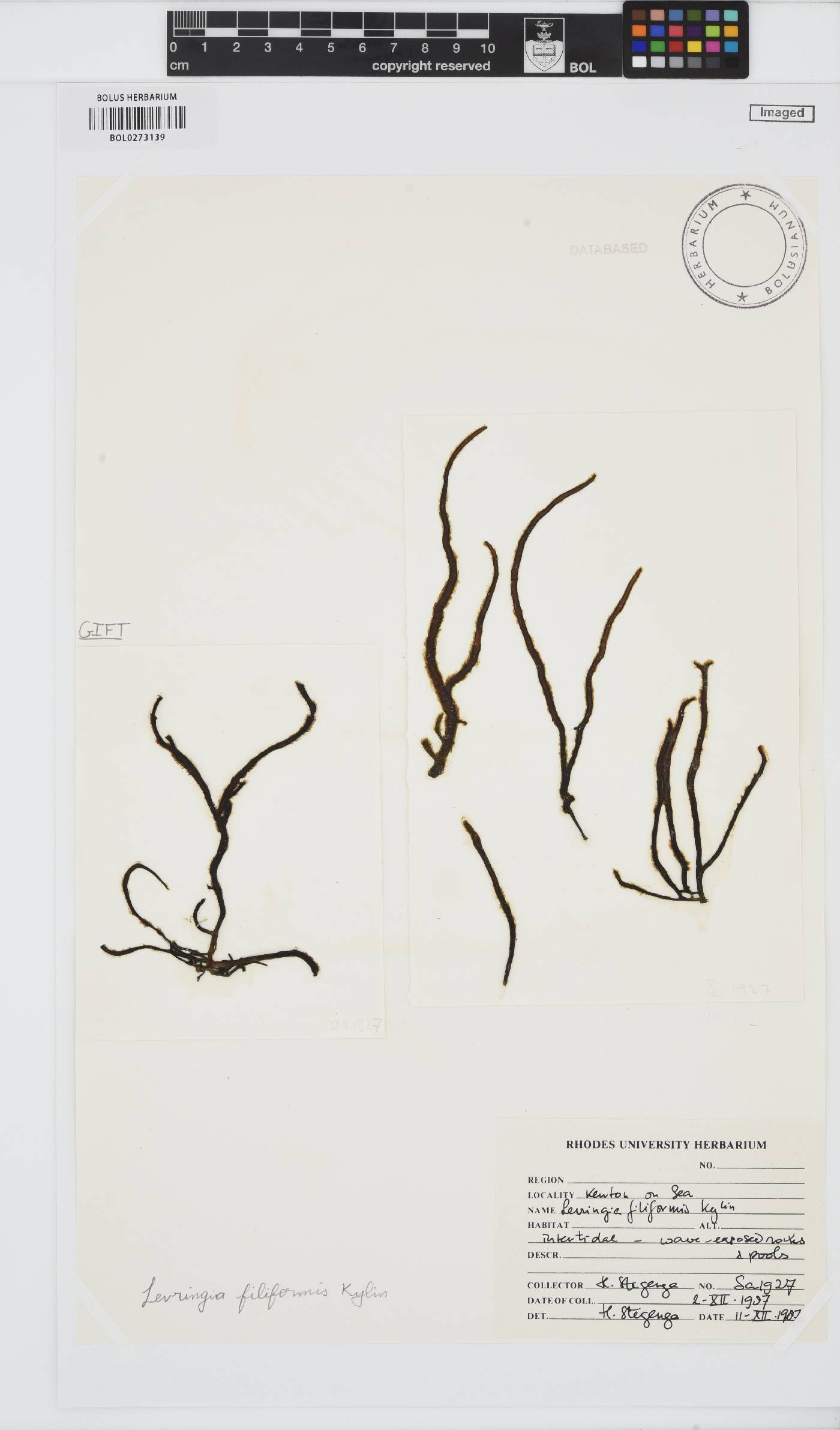 Levringia filiformis image
