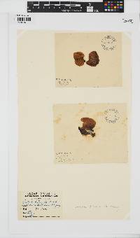Leathesia marina image