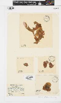 Leathesia marina image