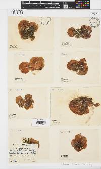 Leathesia marina image
