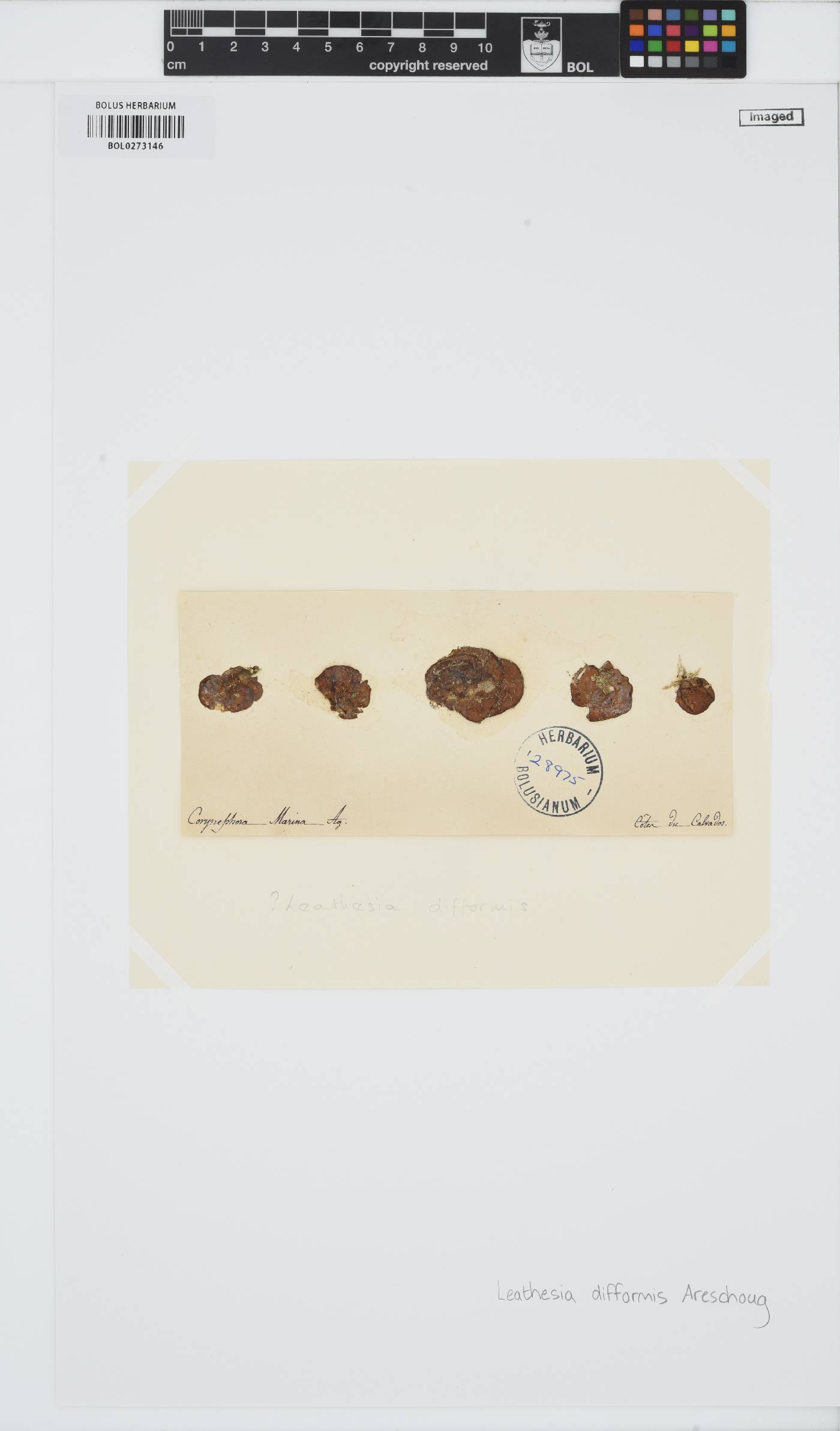Leathesia image