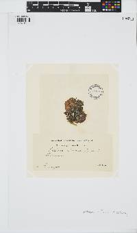 Leathesia marina image