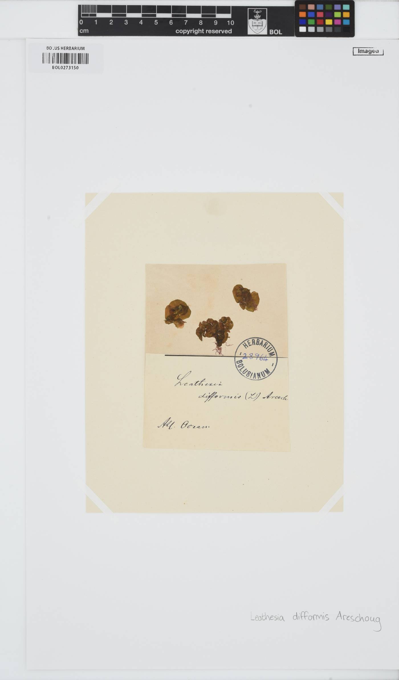 Leathesia marina image