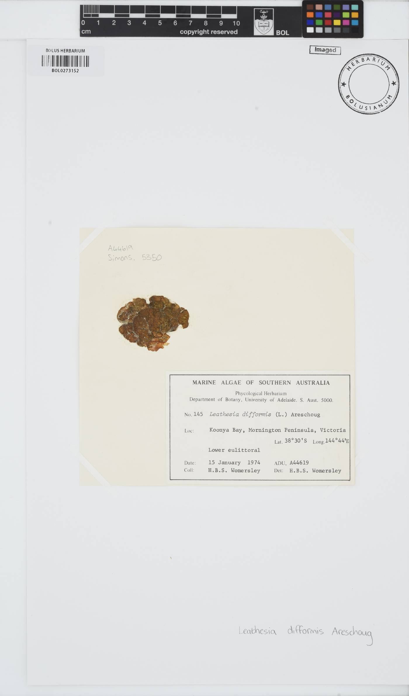 Leathesia image
