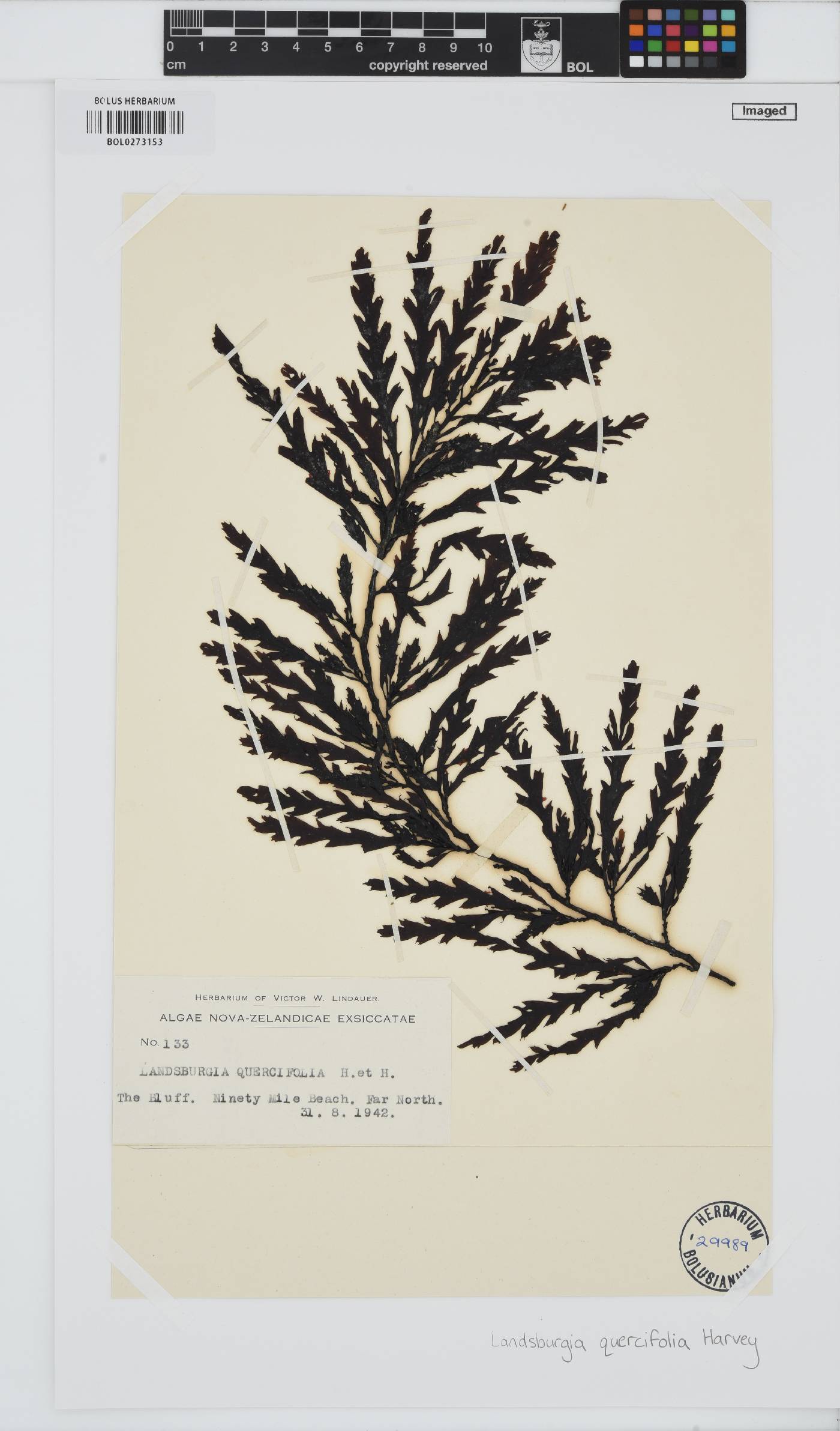 Landsburgia quercifolia image