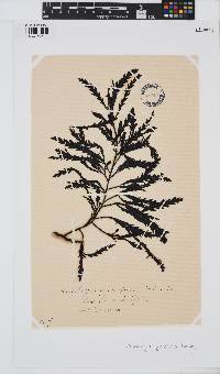 Landsburgia quercifolia image