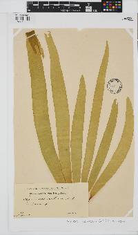 Saccharina latissima image