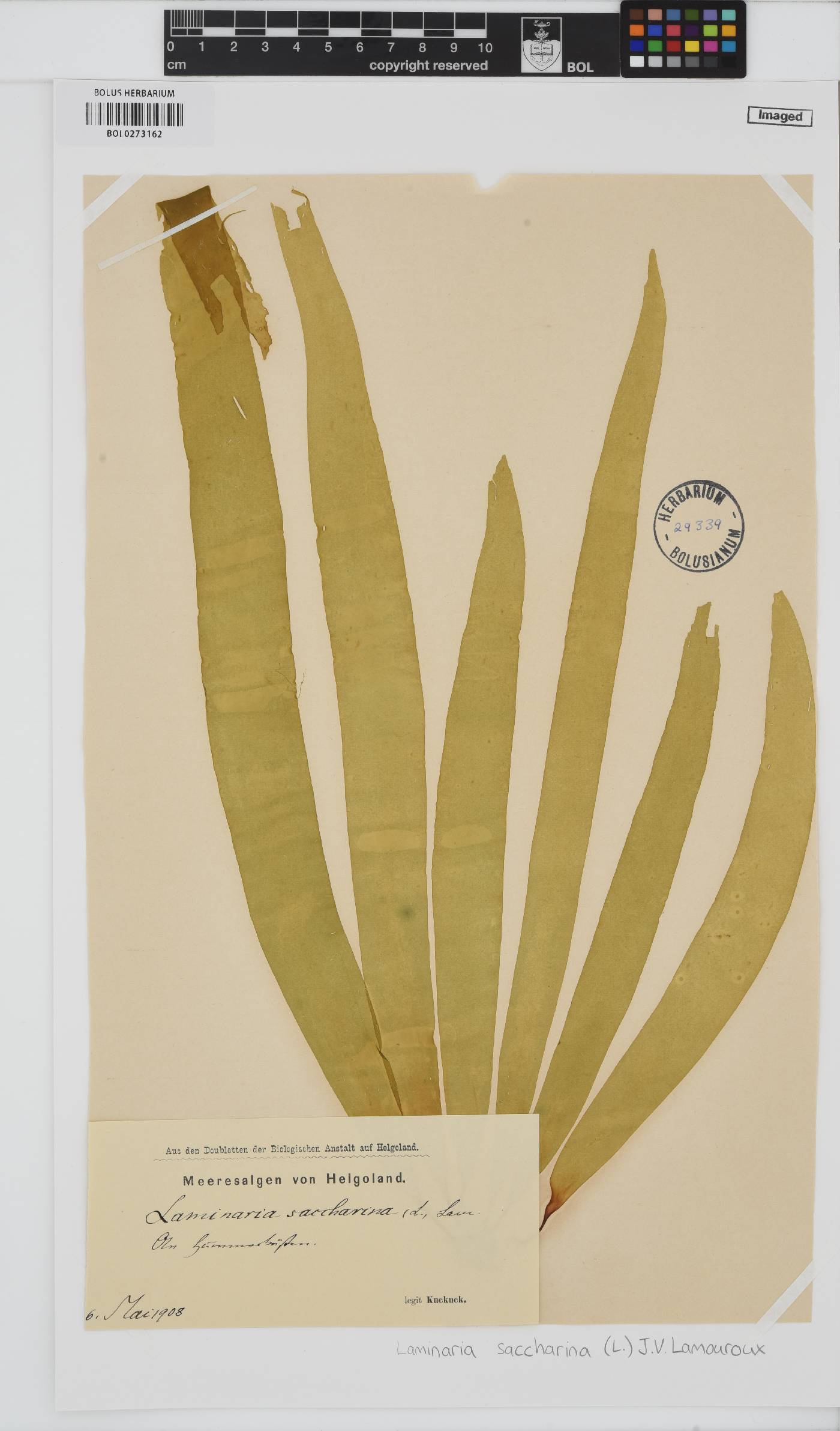 Saccharina latissima image