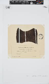 Saccharina latissima image