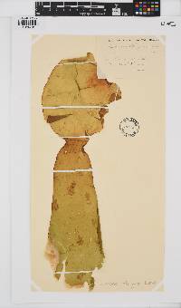 Laminaria rodriguezii image