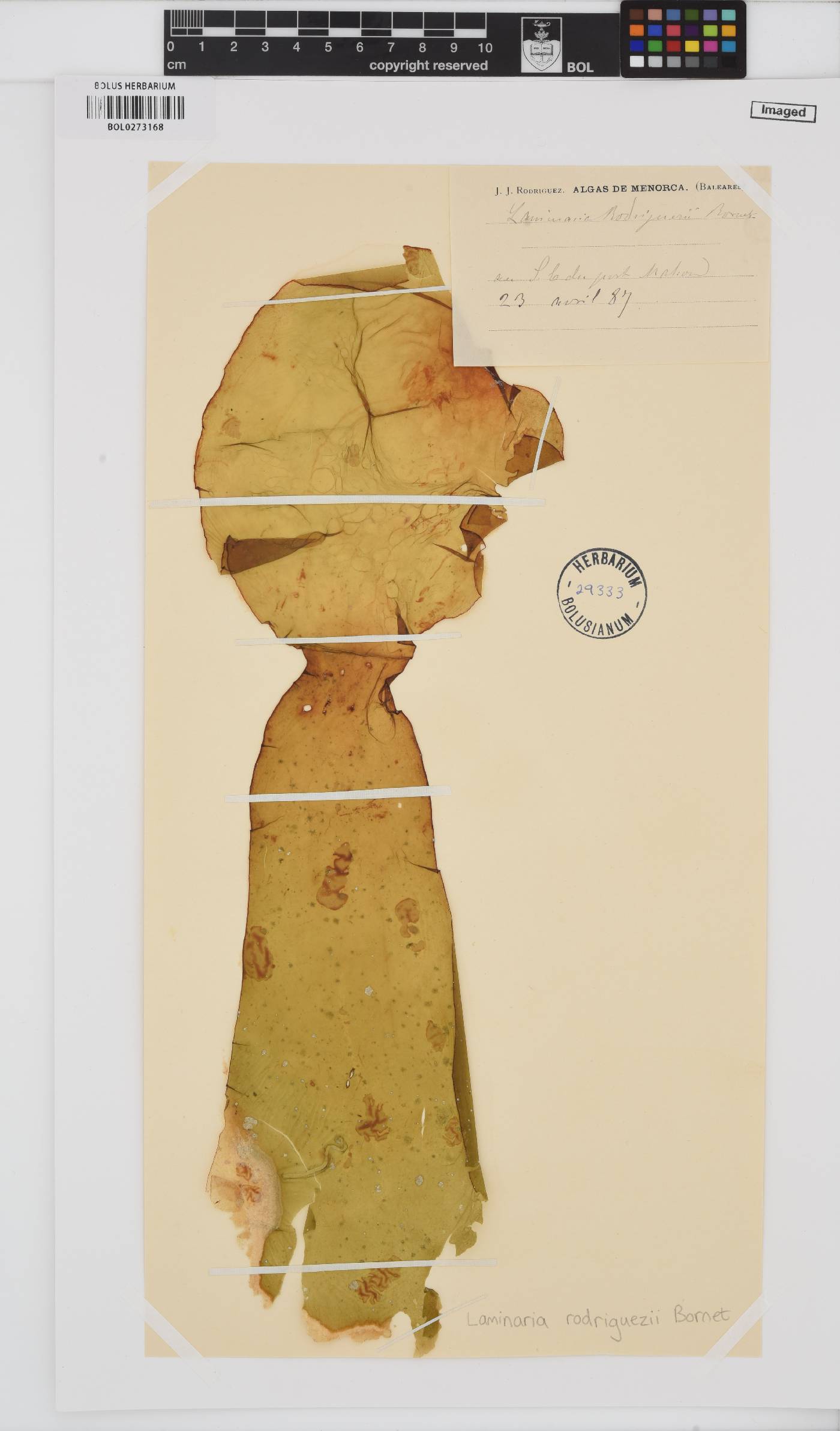 Laminaria rodriguezii image