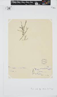 Phloiocaulon squamulosum image