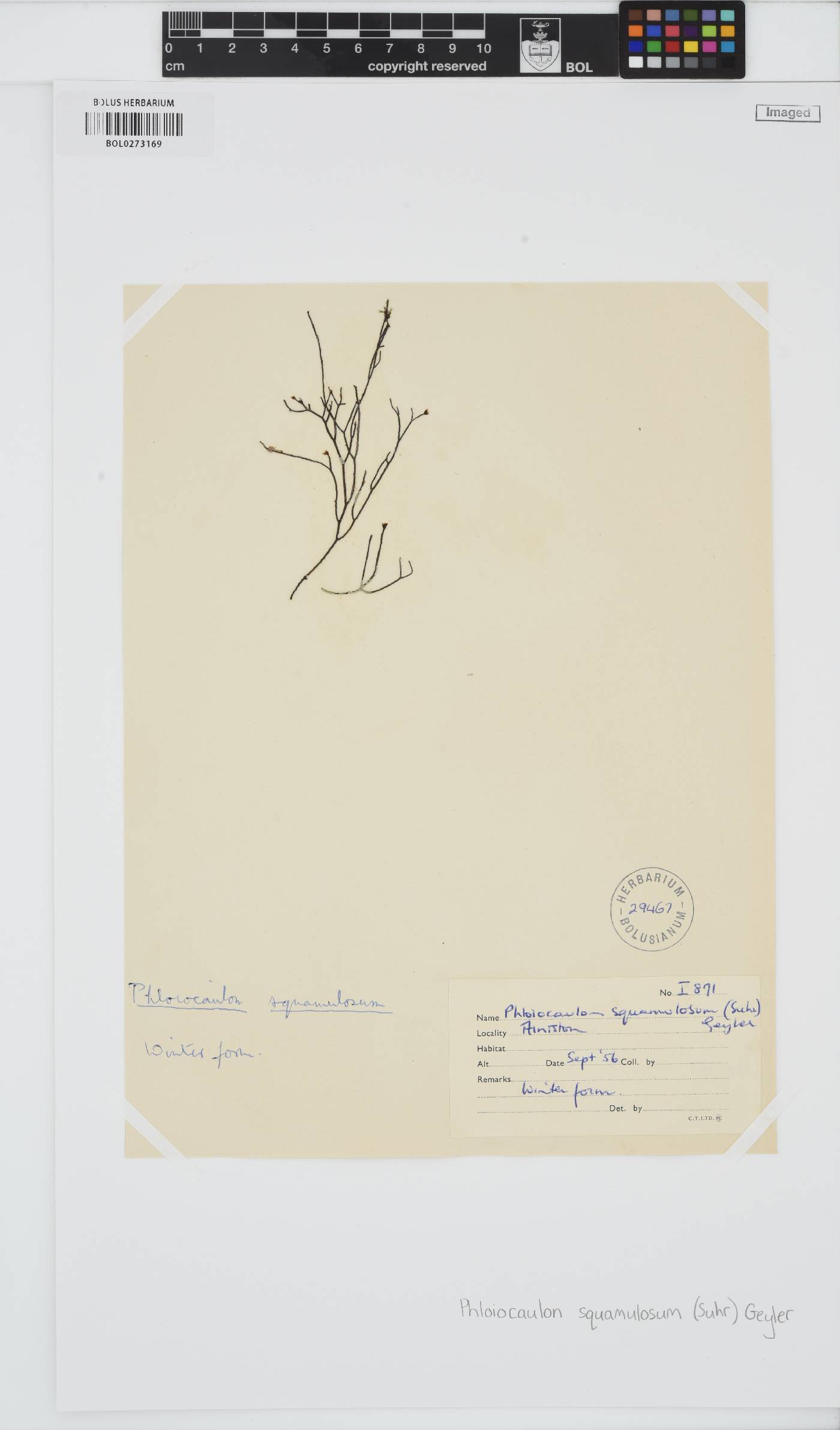 Phloiocaulon squamulosum image
