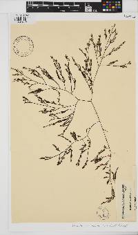 Phloiocaulon squamulosum image