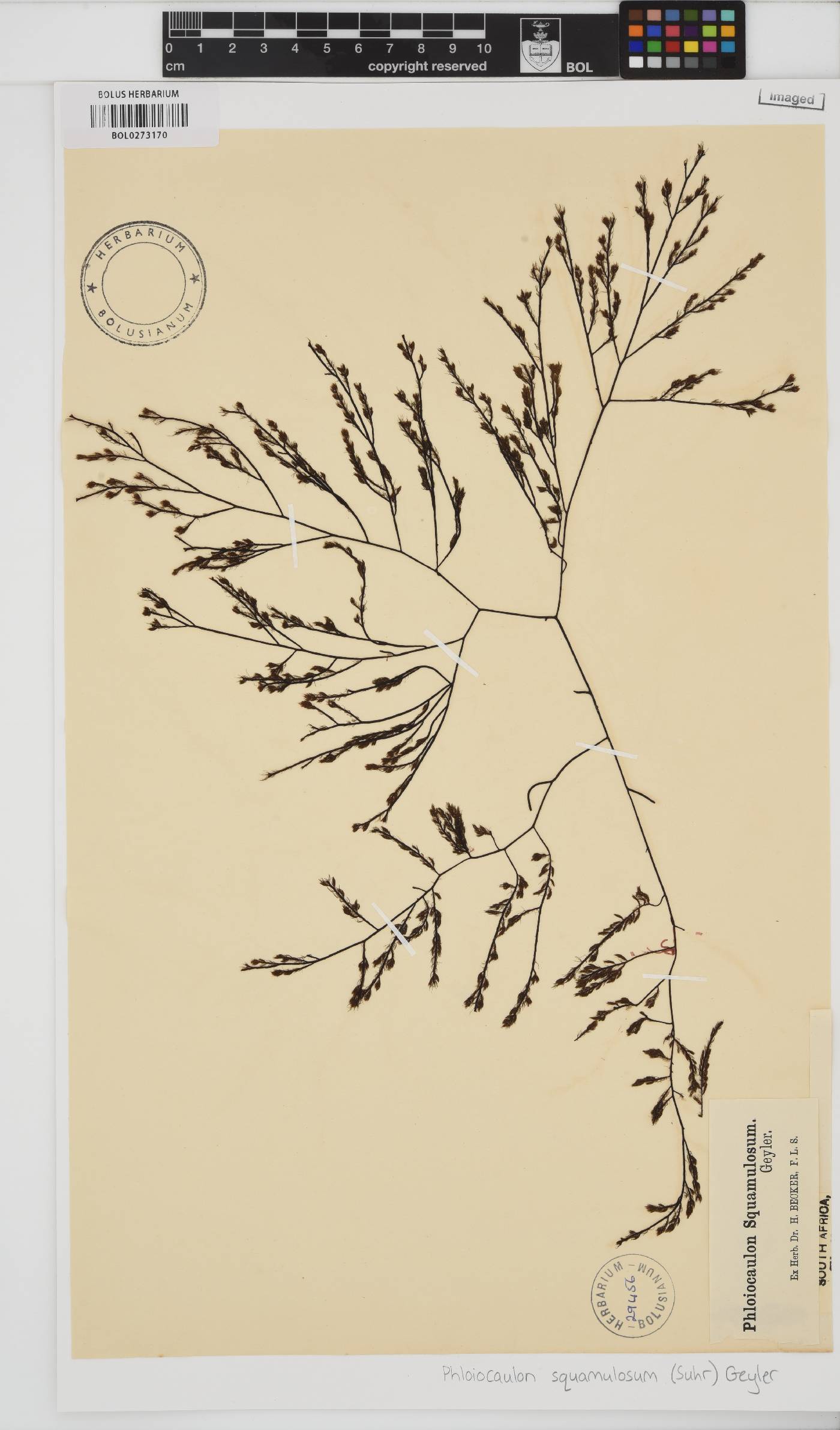 Phloiocaulon squamulosum image