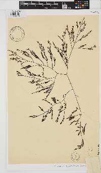Phloiocaulon squamulosum image