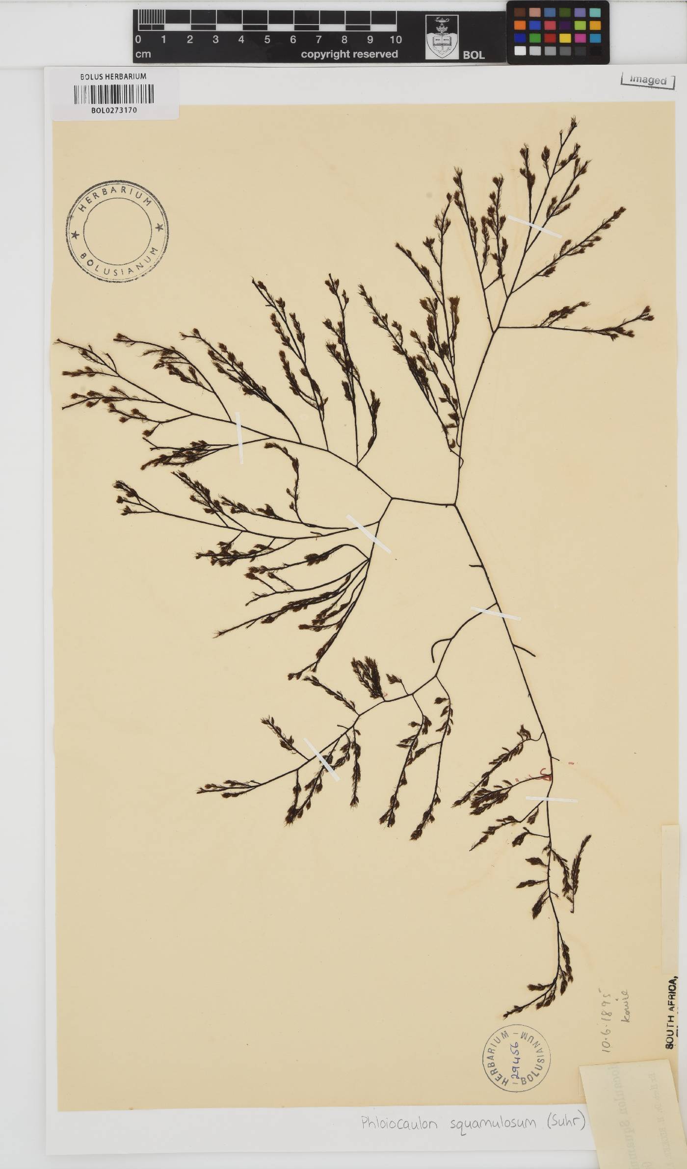 Phloiocaulon squamulosum image