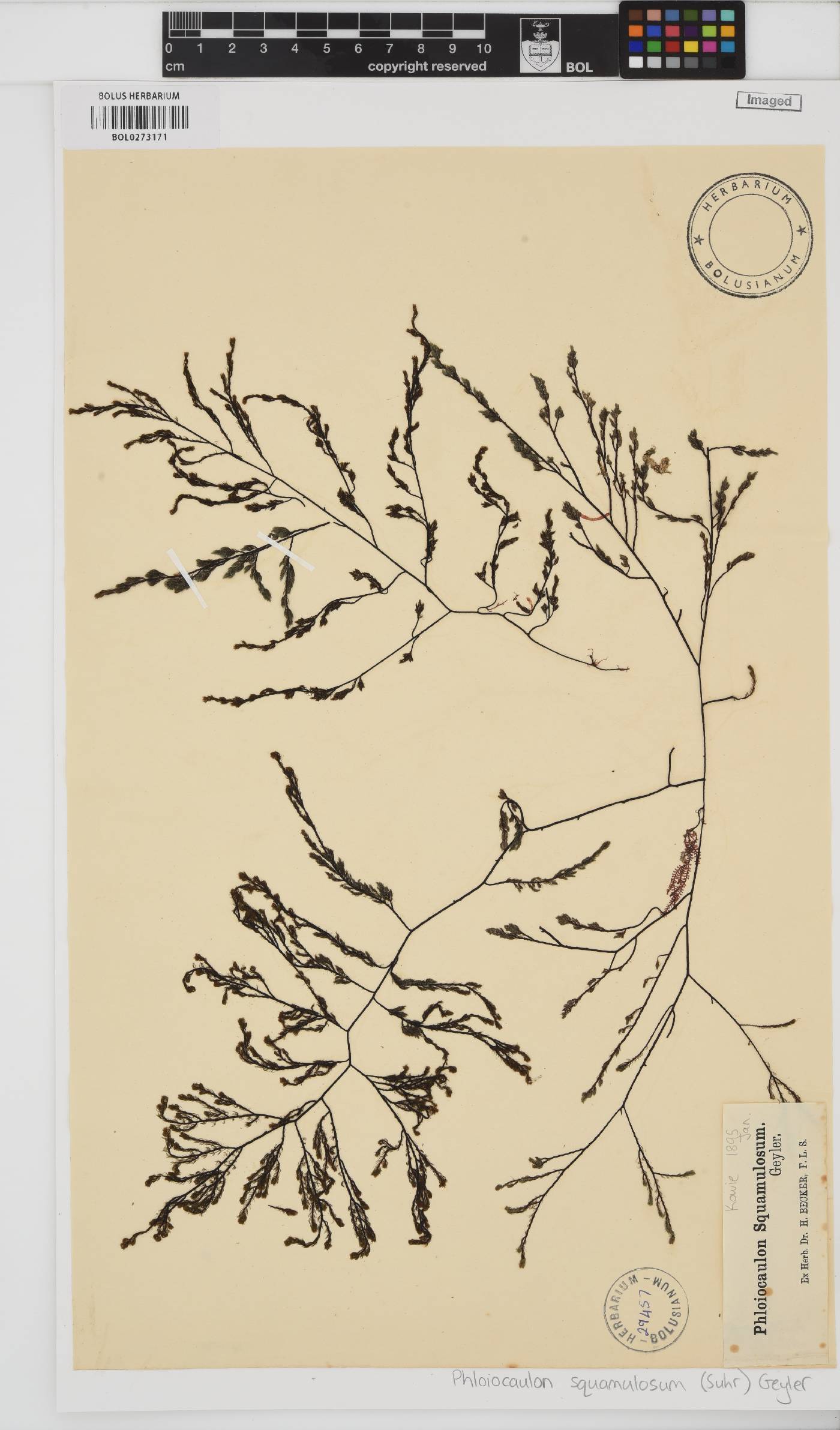 Phloiocaulon squamulosum image