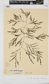 Phloiocaulon squamulosum image