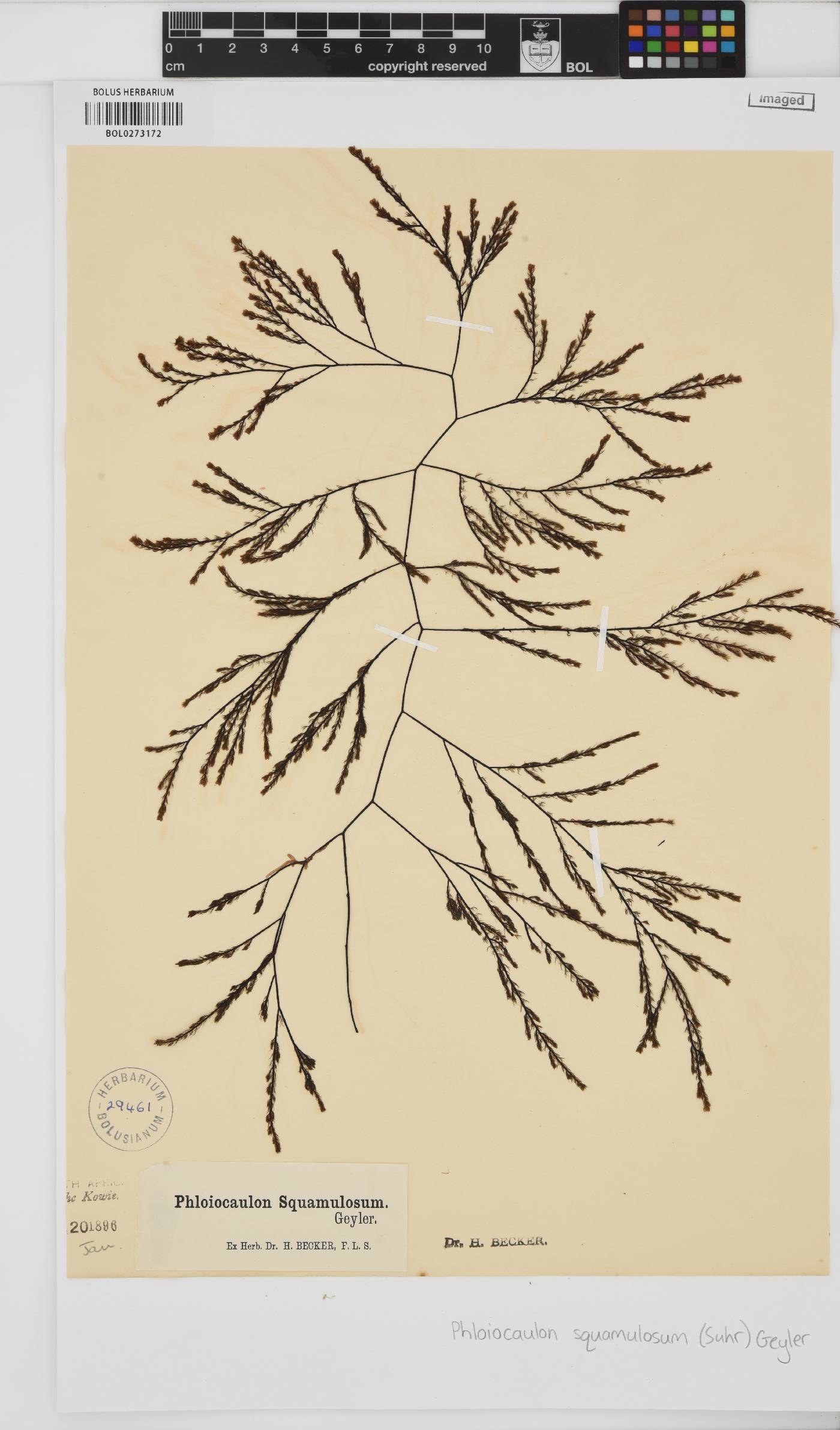 Phloiocaulon squamulosum image