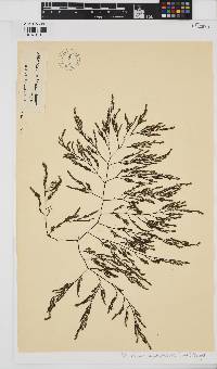 Phloiocaulon squamulosum image