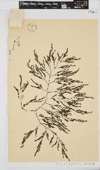 Phloiocaulon squamulosum image