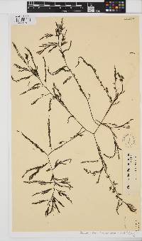 Phloiocaulon squamulosum image