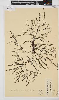 Phloiocaulon squamulosum image