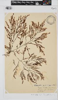 Phloiocaulon suhrii image