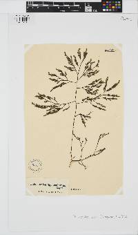 Phloiocaulon suhrii image