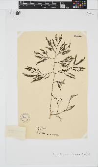 Phloiocaulon suhrii image