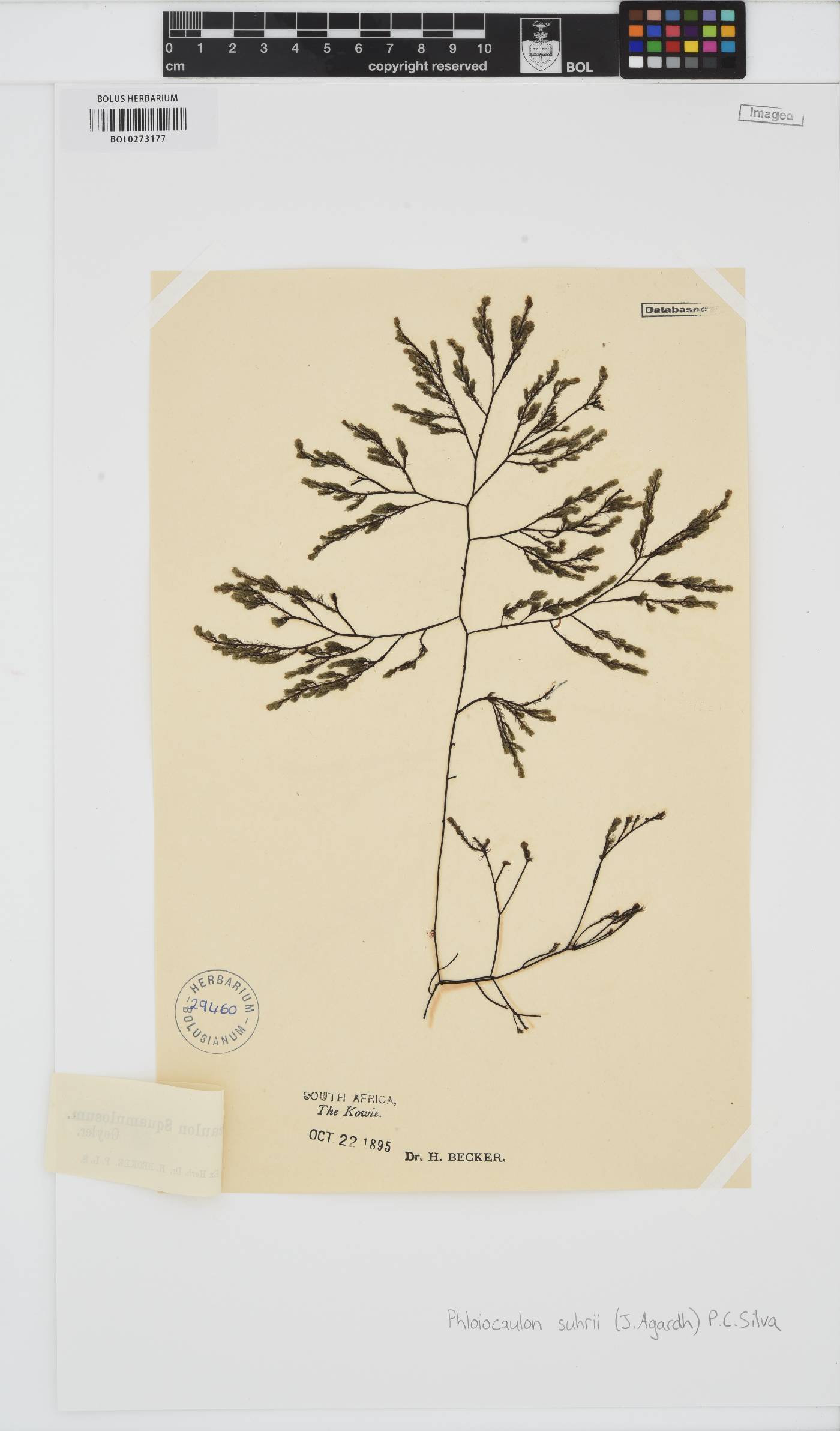 Phloiocaulon image